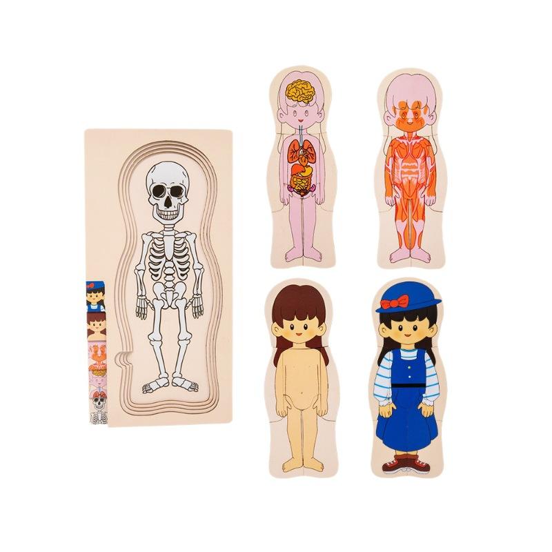 Human Body Layered Wooden Puzzle