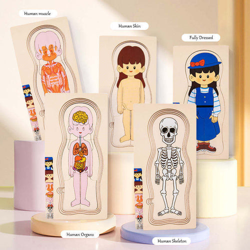 Human Body Layered Wooden Puzzle